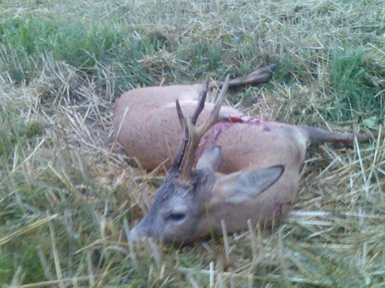 Srnec kamaráta Tibora dnes ráno