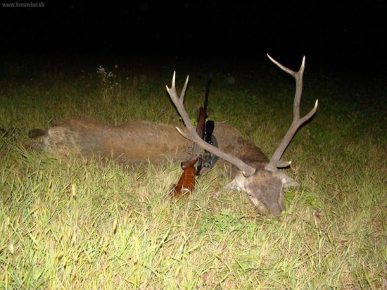 jeleň IV. VT