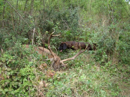 úspešná dohľadávka