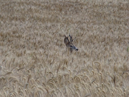 srnec v pšenici