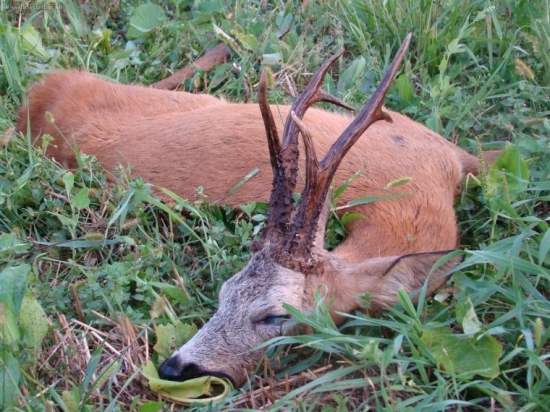 srnec 117,05 b.  CIC