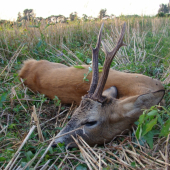 Feriho srnec - spomienka na leto