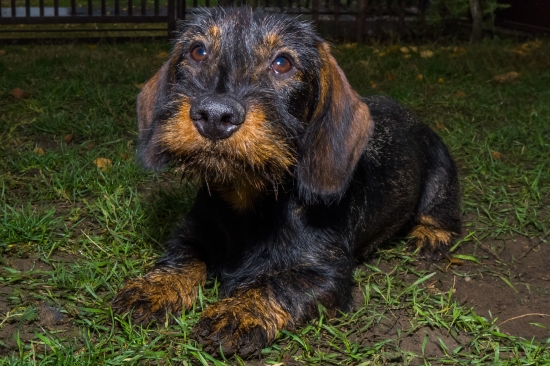 Arka Marčekova:-)))