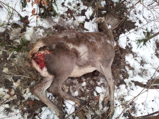 Nedohladana jelenica