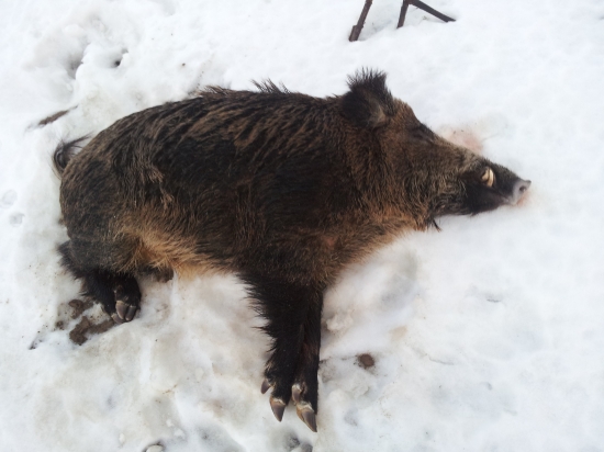 bol to statny kancek...