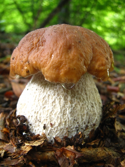 Boletus edilus