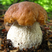 Boletus edilus
