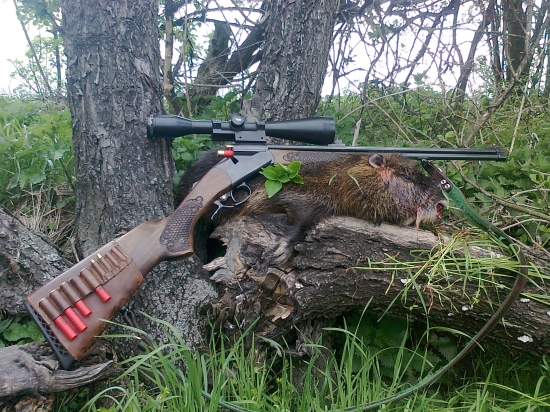 Velky samec nutrie riecnej