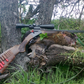 Velky samec nutrie riecnej