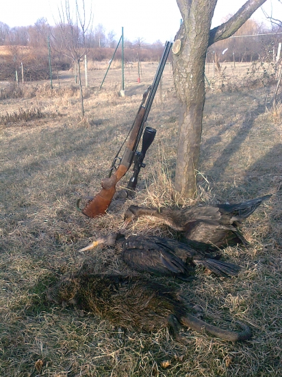 Bol som krmit,kormorany.