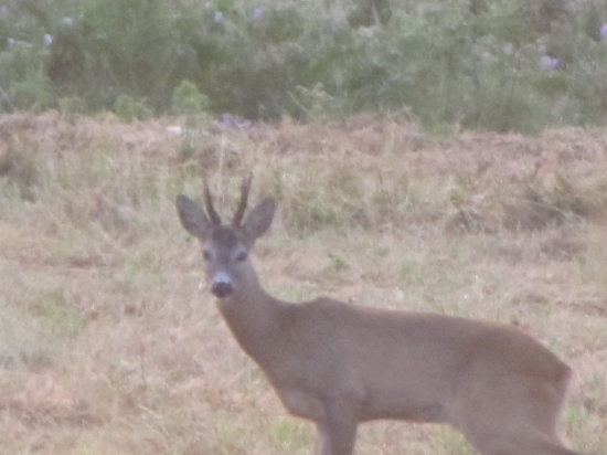 srncek z tohorocnej ruje