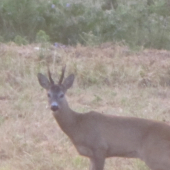 srncek z tohorocnej ruje