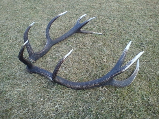 Pravý do pary ID:158051