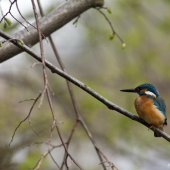 Ledňáček na Odře