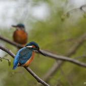 Šťastný párek...
