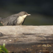Mladý skorec vodní