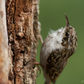 Šoupálek dlouhoprstý
