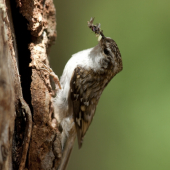 Šoupálek dlouhoprstý