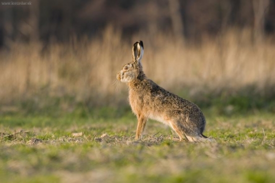 zajíc polní