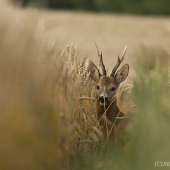 Včera večer mi to nedalo,ale říje pořád nic...