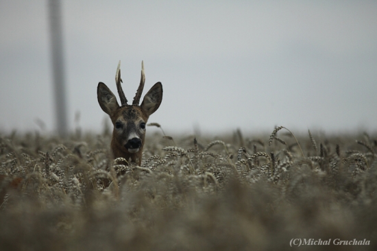 Další dnešní fotoúlovek...
