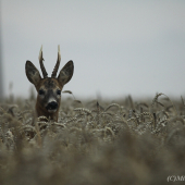Další dnešní fotoúlovek...