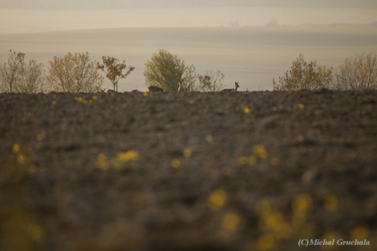 Podzimní srnčí v Oderských vrších