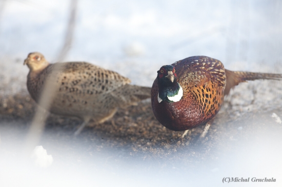 U zásypu párek bažantů