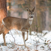 Čekání se vyplatilo i v mínus 9ti