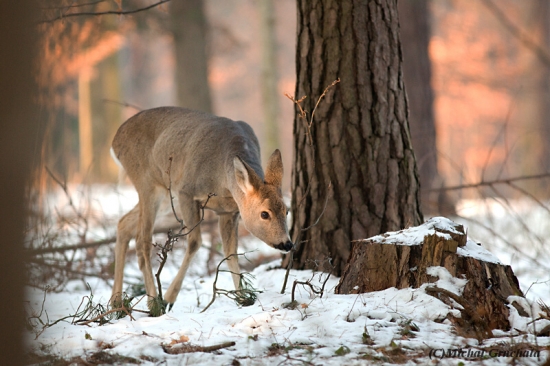 Zkoumá, ale nanašla mně...