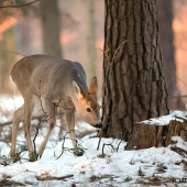 Zkoumá, ale nanašla mně...