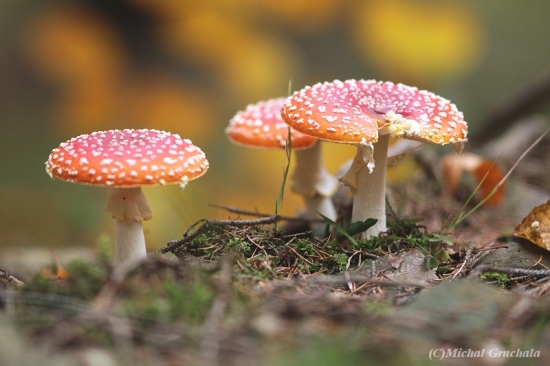 Podzimní houbaření...