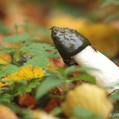 Hadovka smrdutá/phallus umpudicus