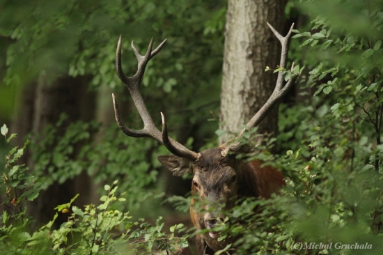 Ha,přízrak je tady...