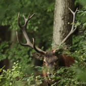 Ha,přízrak je tady...