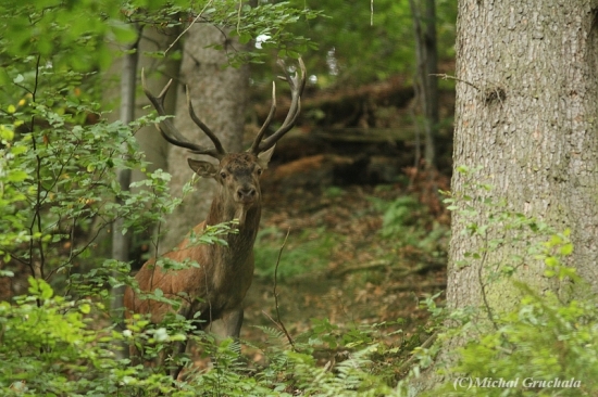 Pozoruje a nevidí...