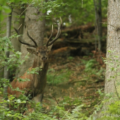 Pozoruje a nevidí...