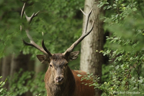 Oblíbený krasavec...