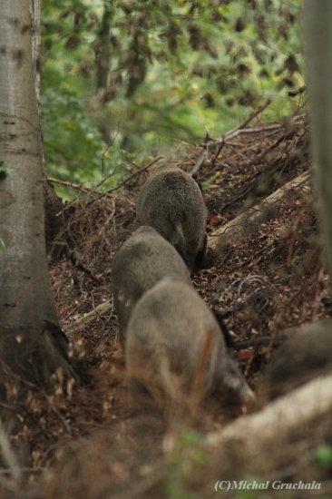 V řadě za sebou...