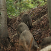 V řadě za sebou...