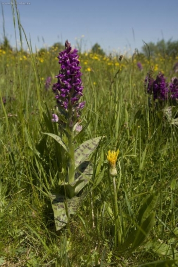 Prstnatec májový-orchidej