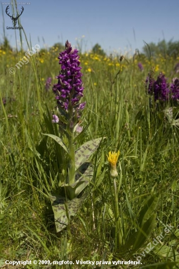 Prstnatec májový-orchidej