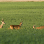 Setkání dvou nejlepších srnců