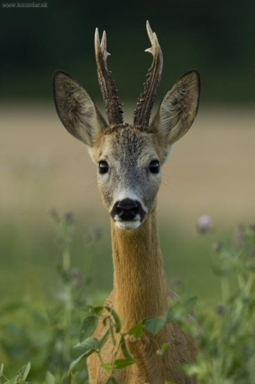 Srnec-dnešní fotoúlovek