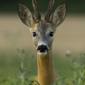 Srnec-dnešní fotoúlovek