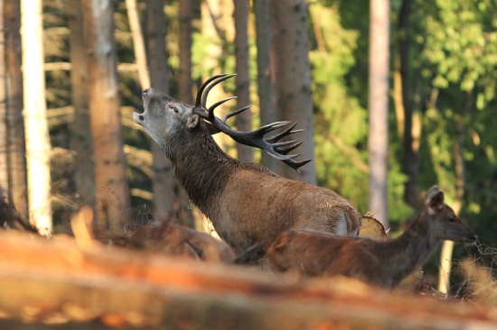 Šestnácterák u laní...