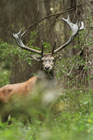 V teritoriu dvacateráka...