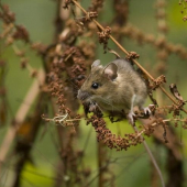 Při čekání na daňky...