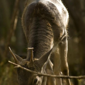 špičák v říjišti