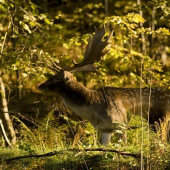 Po celodením fotolovení se Zigi9